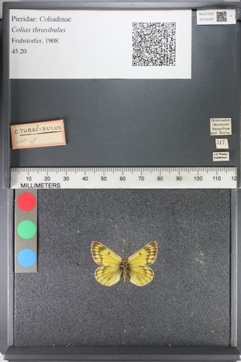 Media type: image;   Entomology 125327